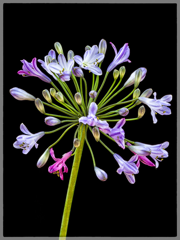 Agapanthus.jpg