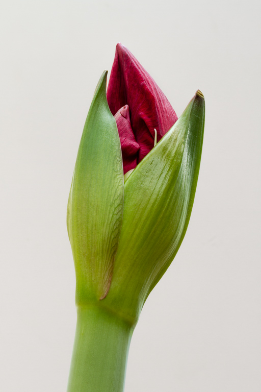 Amaryllis Budding.jpg