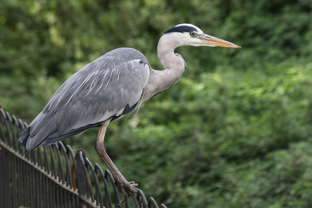 SITTING ON THE FENCE.JPG