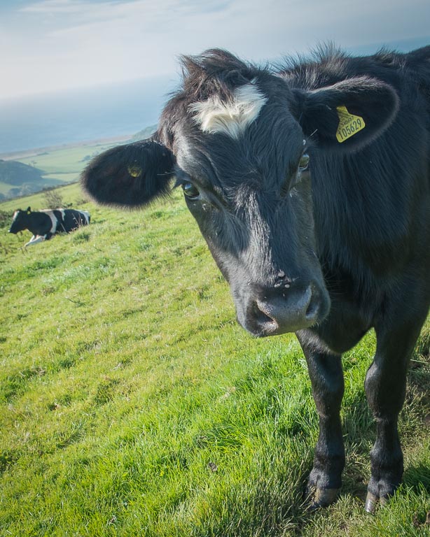 Inquisitive Cow.jpg