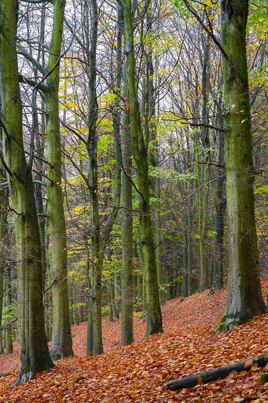 Autumn Trees.jpg