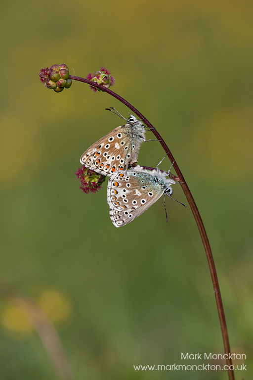 Adonis-Blue-Butterflies.jpg