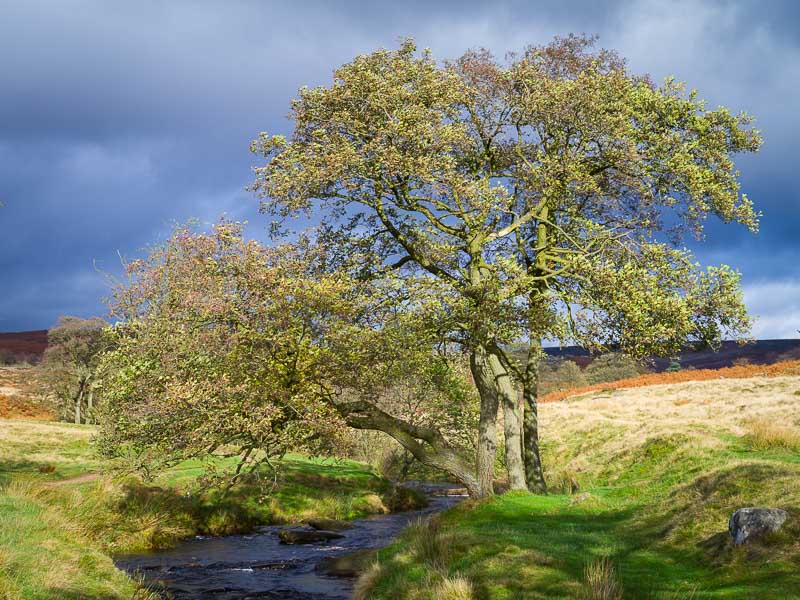 Padley Gorge Tree.jpg