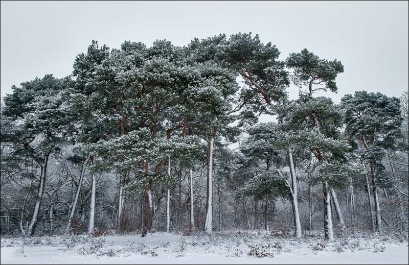 Scots Pines in Snow.jpg