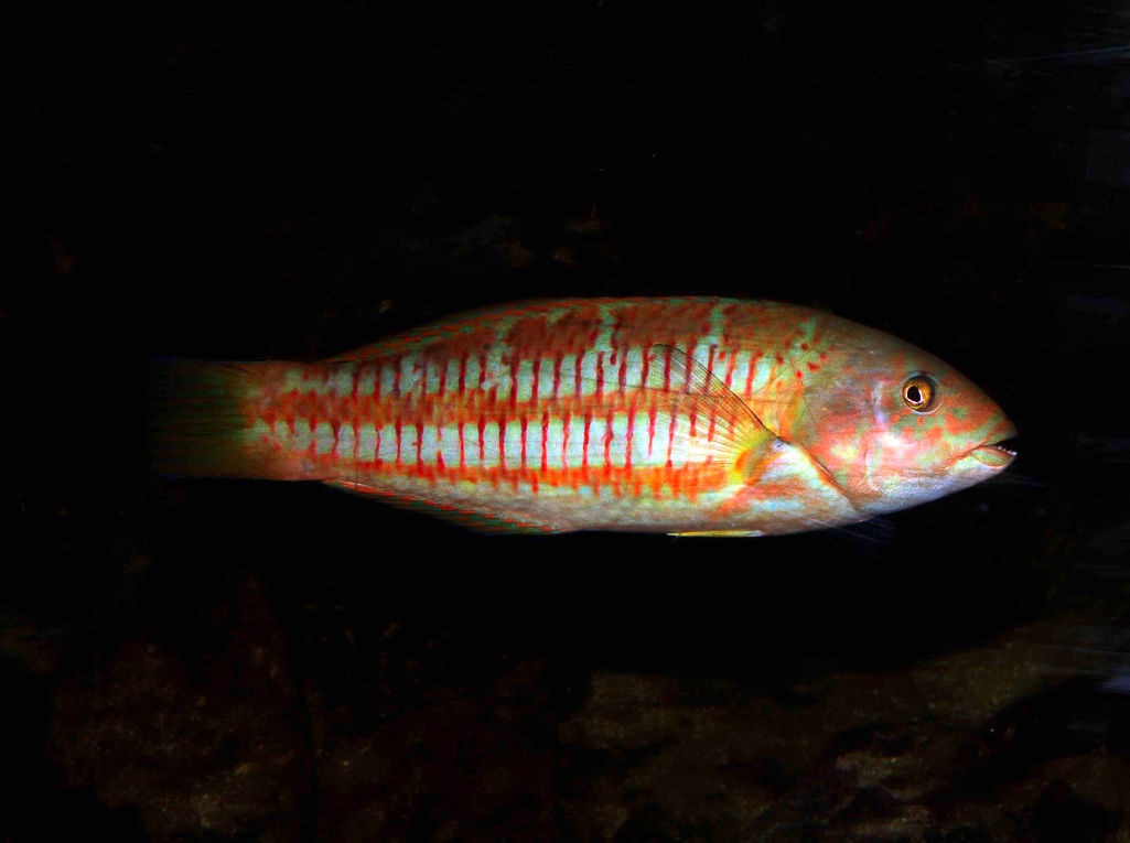 1L-Christmas Wrasse Hwi-3 Thalassoma trilobatum 272.jpg