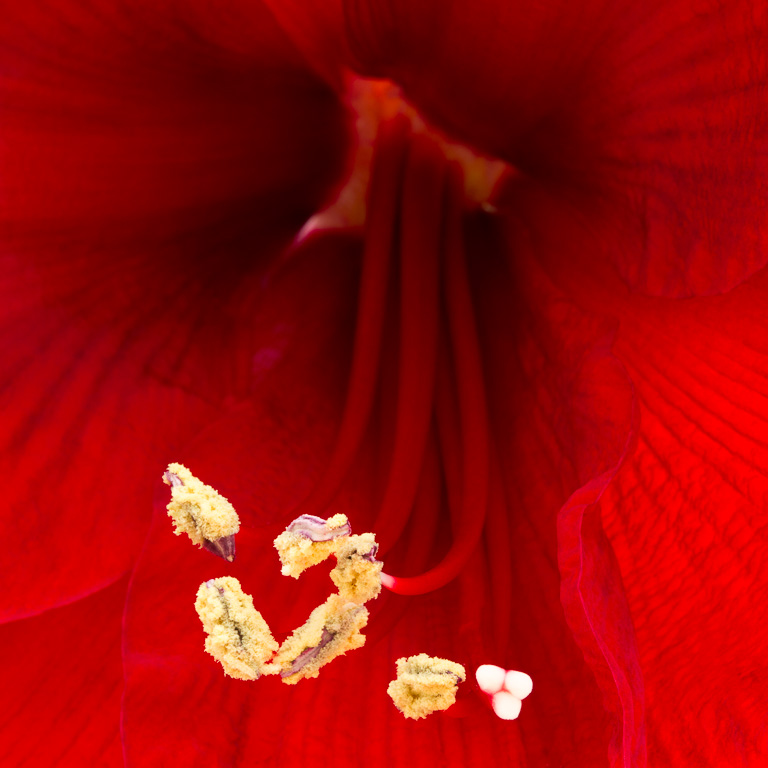 Amaryllis Flower.jpg