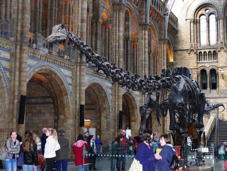 1AA-Dippy Dinosaur skeleton P1090768b.jpg