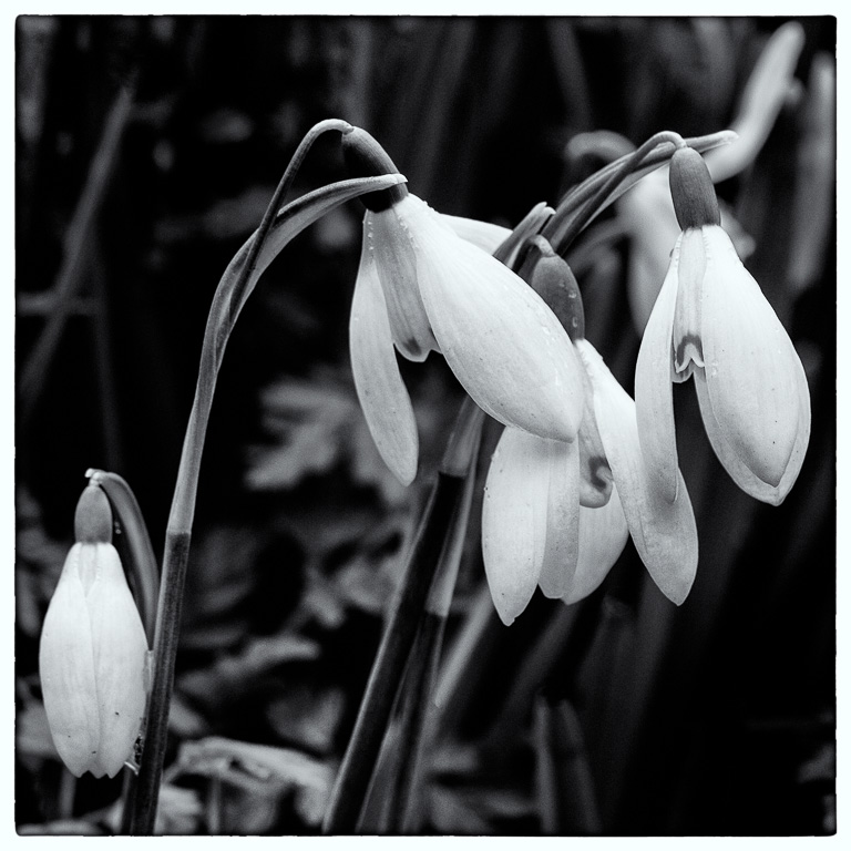 Snowdrops.jpg