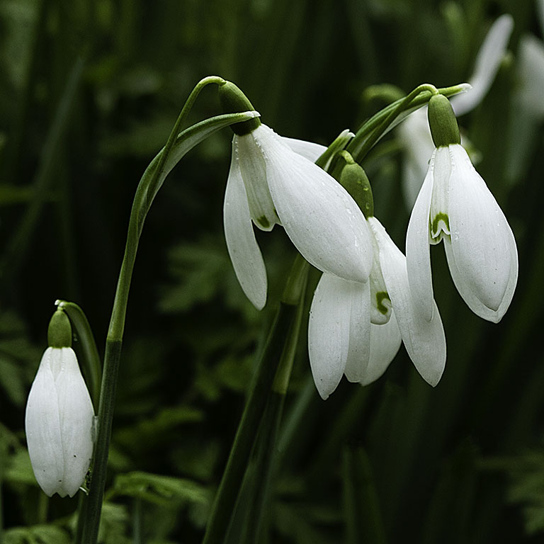 Snowdrops - Colour.jpg