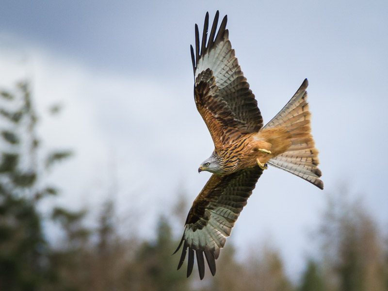 Tollie Red Kite.jpg