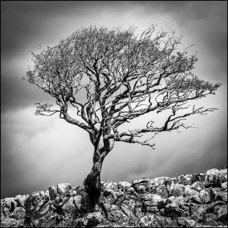 Malham Tree.jpg