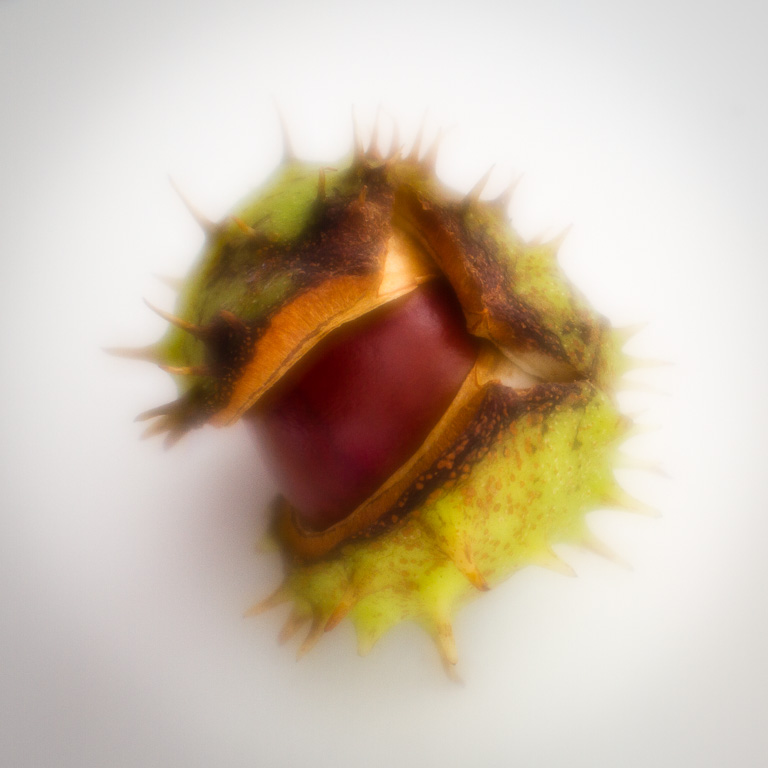 Conker-3.jpg