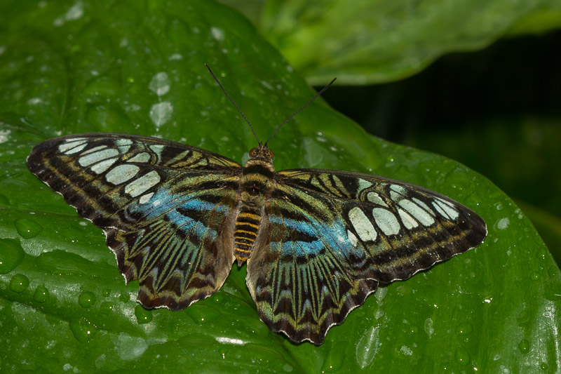 Wisley Butterfly (1 of 10).jpg