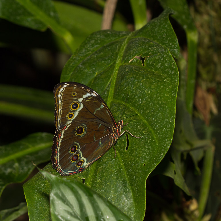 Wisley Butterfly (2 of 10).jpg