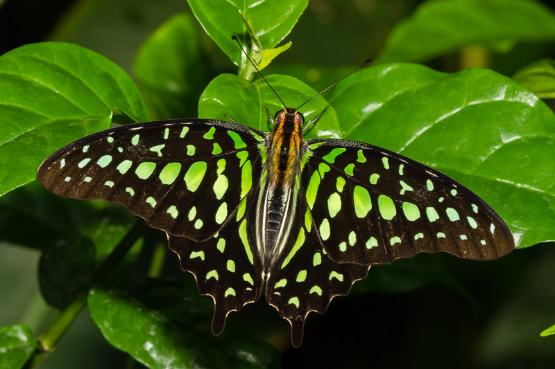 Wisley Butterfly (3 of 10).jpg