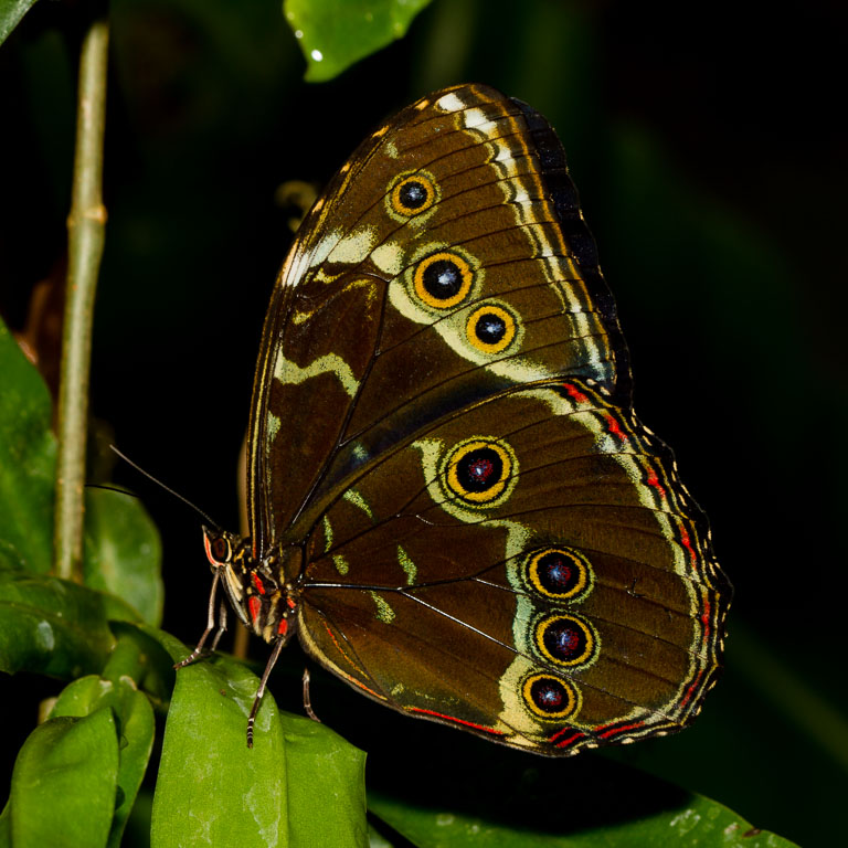 Wisley Butterfly (4 of 10).jpg