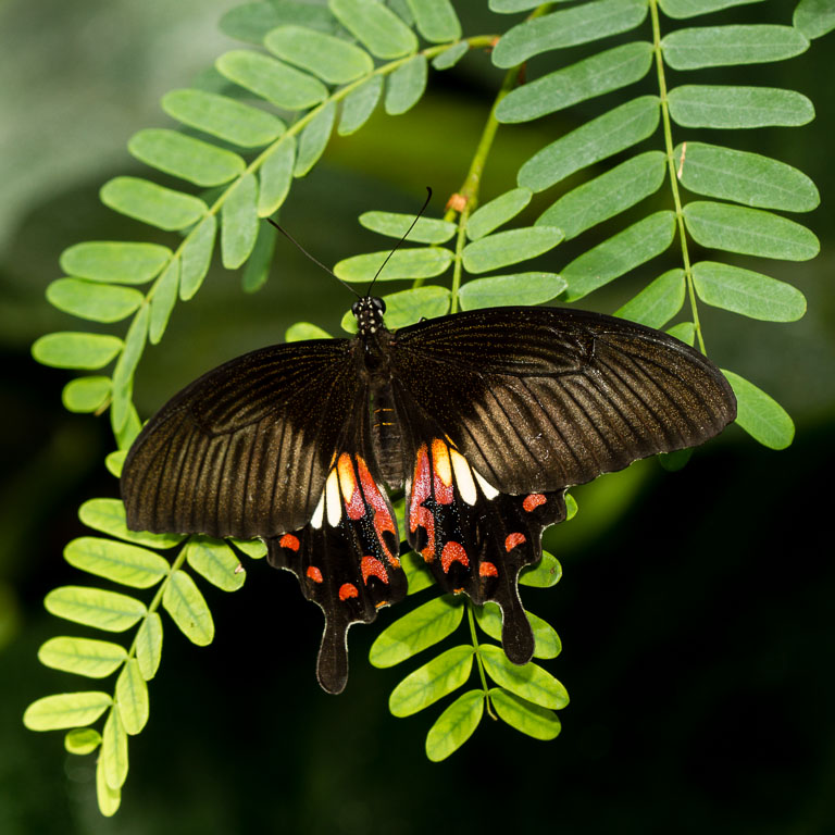 Wisley Butterfly (6 of 10).jpg