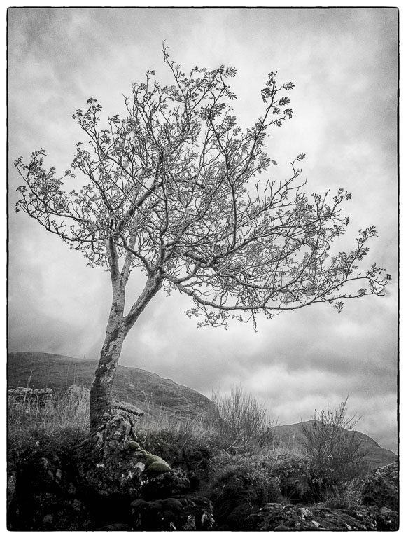 Glen-Etive-Tree.jpg