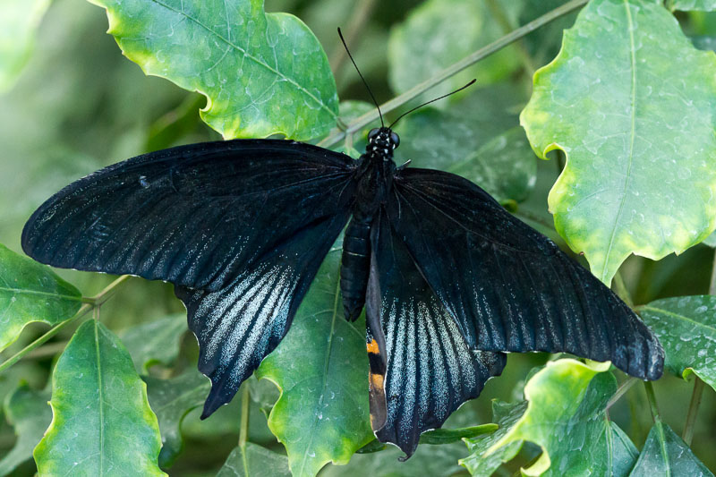 Wisley Butterfly (8 of 10).jpg