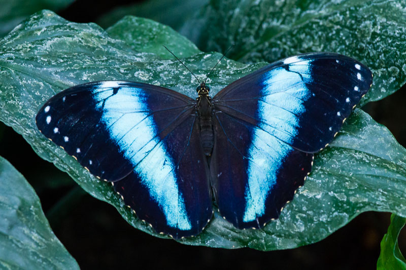 Wisley Butterfly (10 of 10).jpg