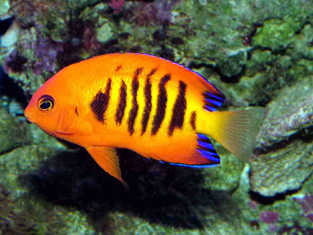 1AL- Flame Angelfish  Cg-3 Tavares.jpg