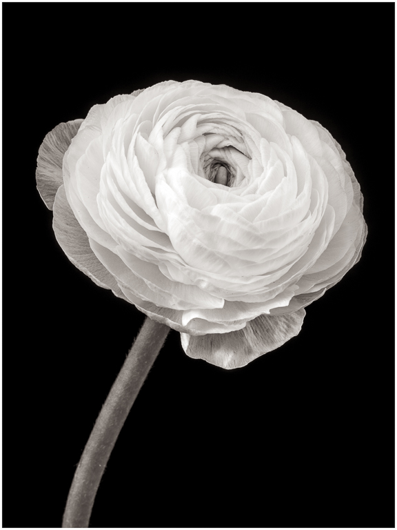 Ranunculus.jpg