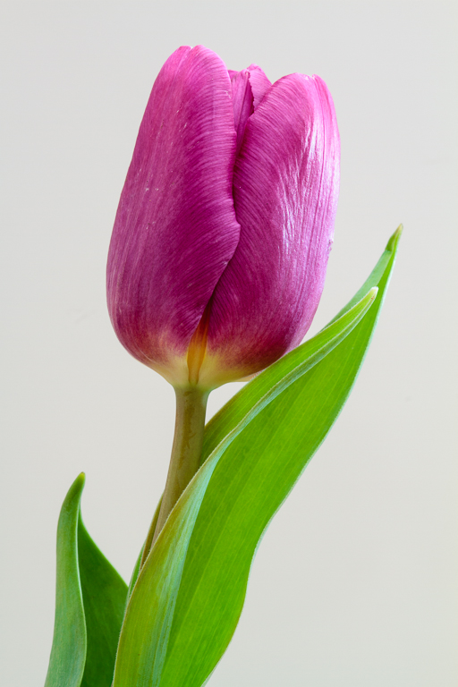 Tulip.jpg