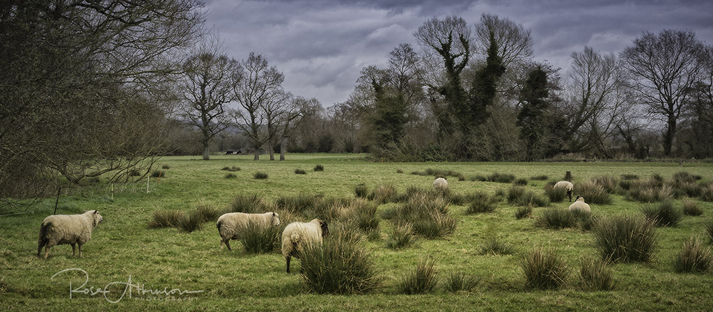 Sheep may safely graze (S).jpg