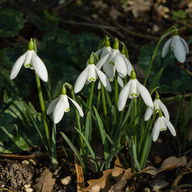 Garden Snowdrops.jpg