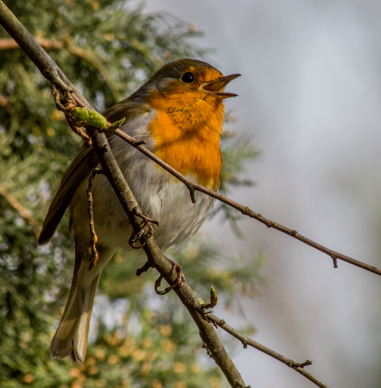 20110305 0046 Robin FORUM.jpg