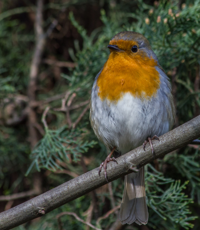 20110305 0056 Robin FORUM.jpg