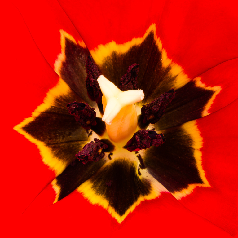 Tulip Stamen.jpg