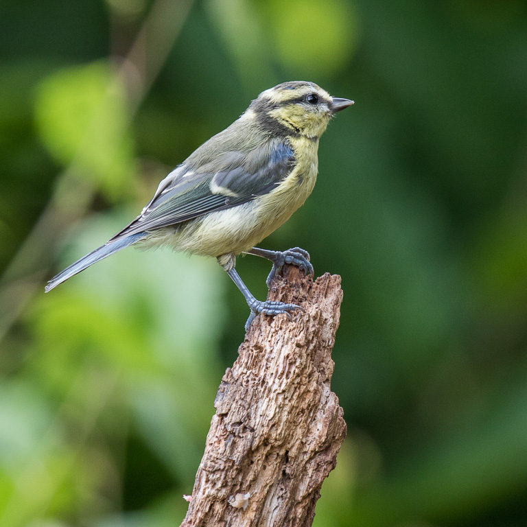 20170714 7D2 0021 Blue Tit.JPG