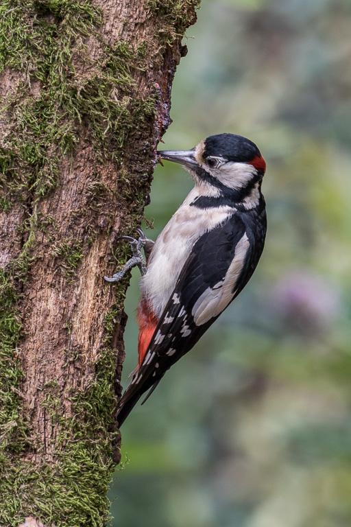 20170714 7D2 0057 Great Spotted Woodpecker.JPG