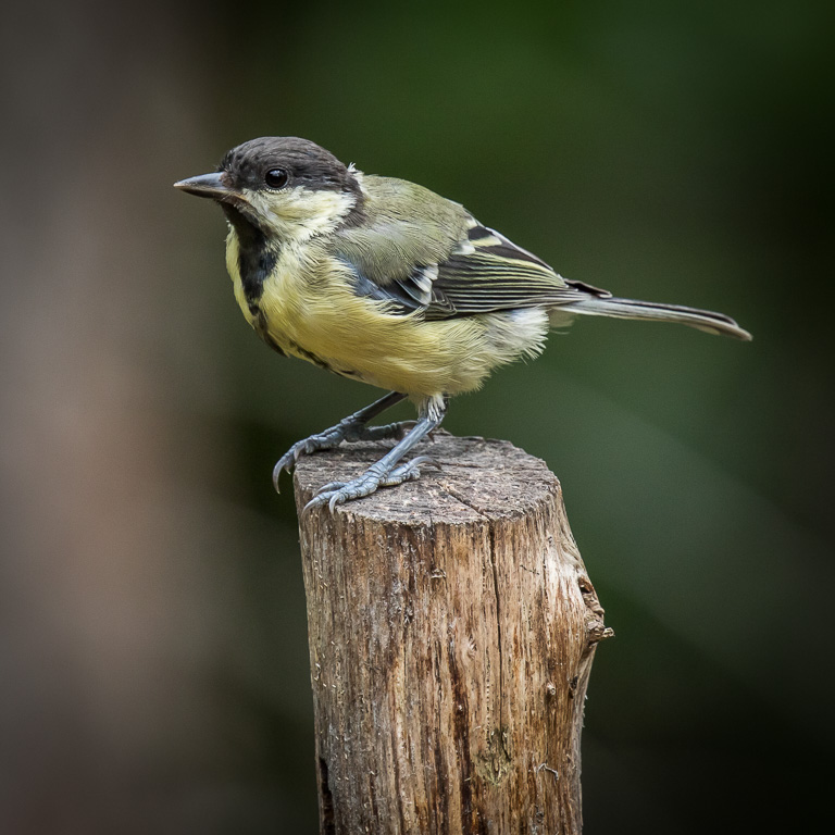 20170714 7D2 0144 Great Tit.JPG