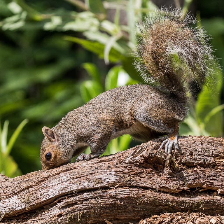 20170714 7D2 0310 Grey Squirrel.JPG