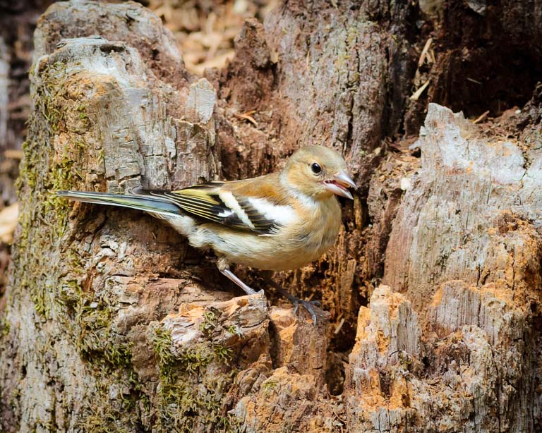 Unidentified birds (1 of 2).jpg