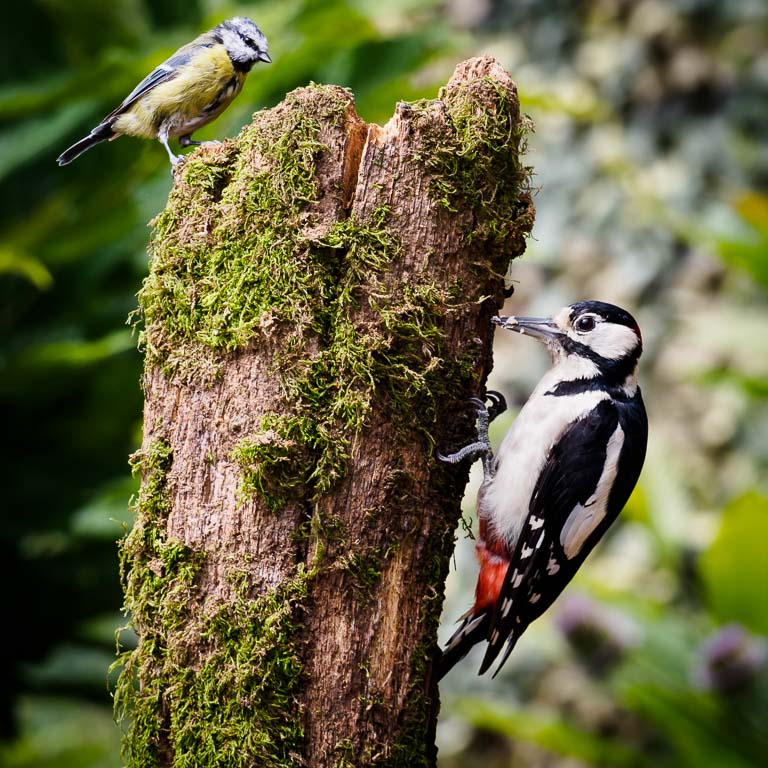 Woodpecker and Blue Tit (1 of 1).jpg