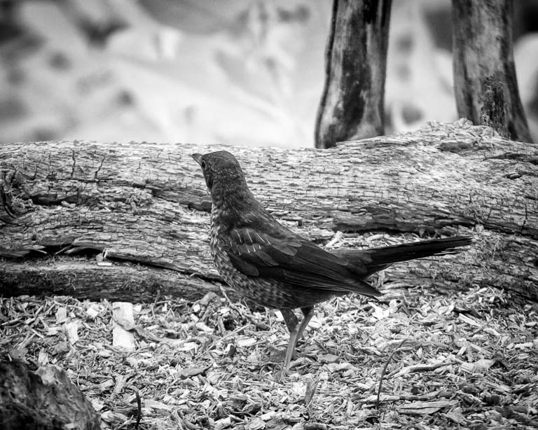 Infrared Blackbird.jpg