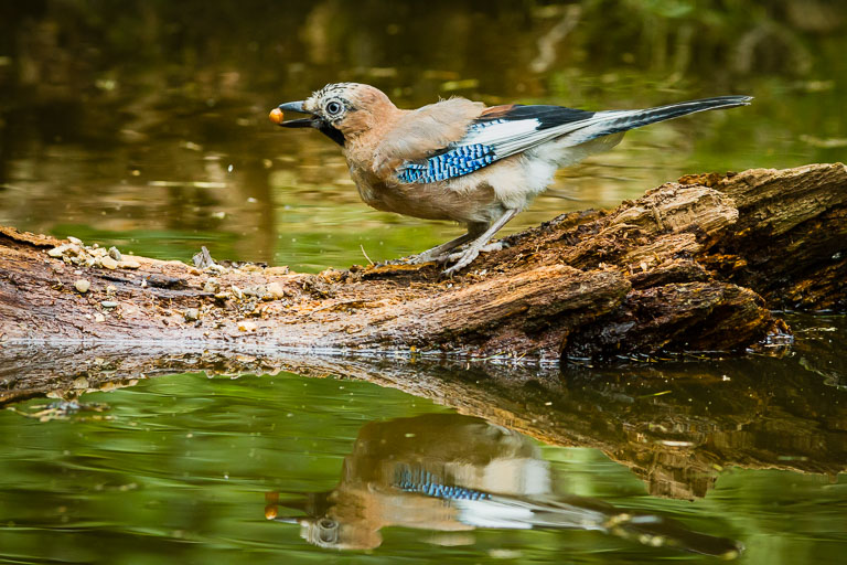 Jay Reflection.jpg