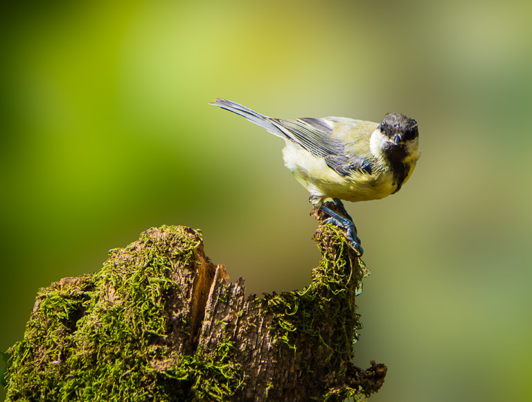 Blue Tit - Blurred background.jpg