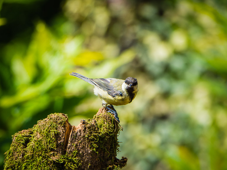 Blue Tit - Un processed background.jpg