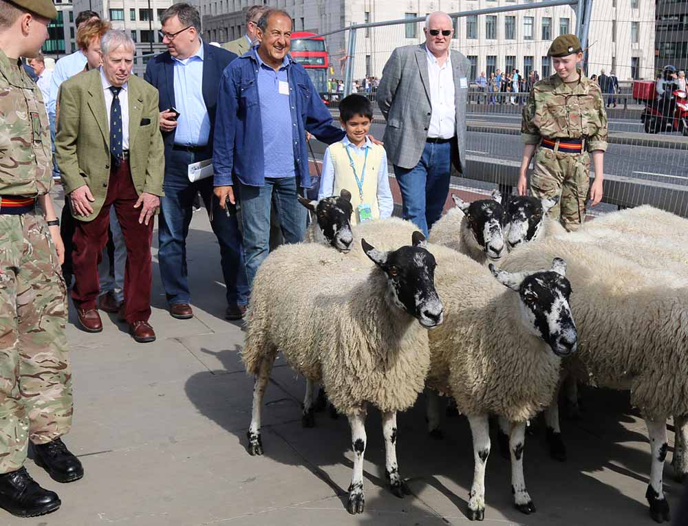 2Xs-Caje Moniz driving some sheep IMG_1008.jpg