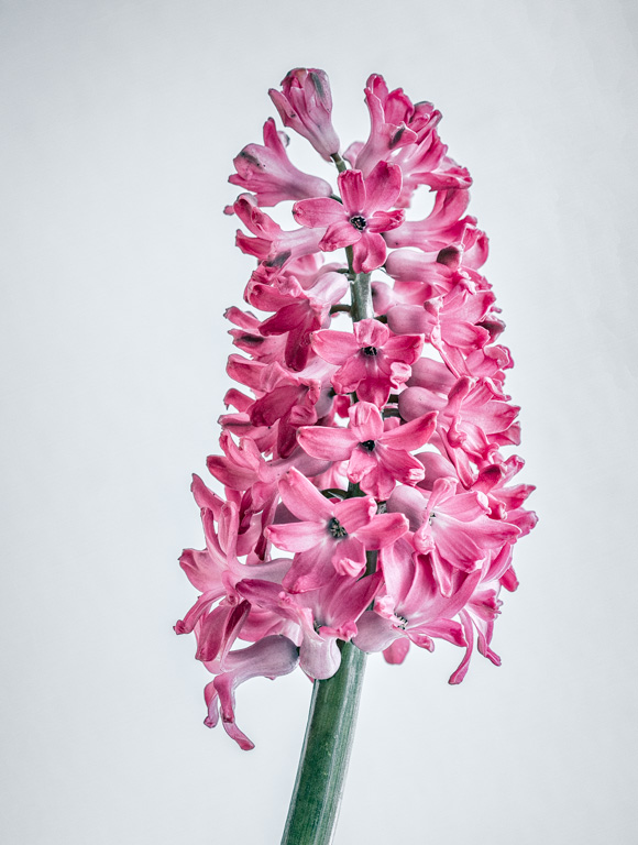 Hyacinth (2).jpg