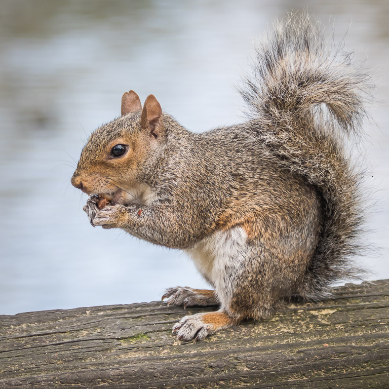 20171013 7D2 0129 Grey Squirrel at Crystal Palace Park.jpg