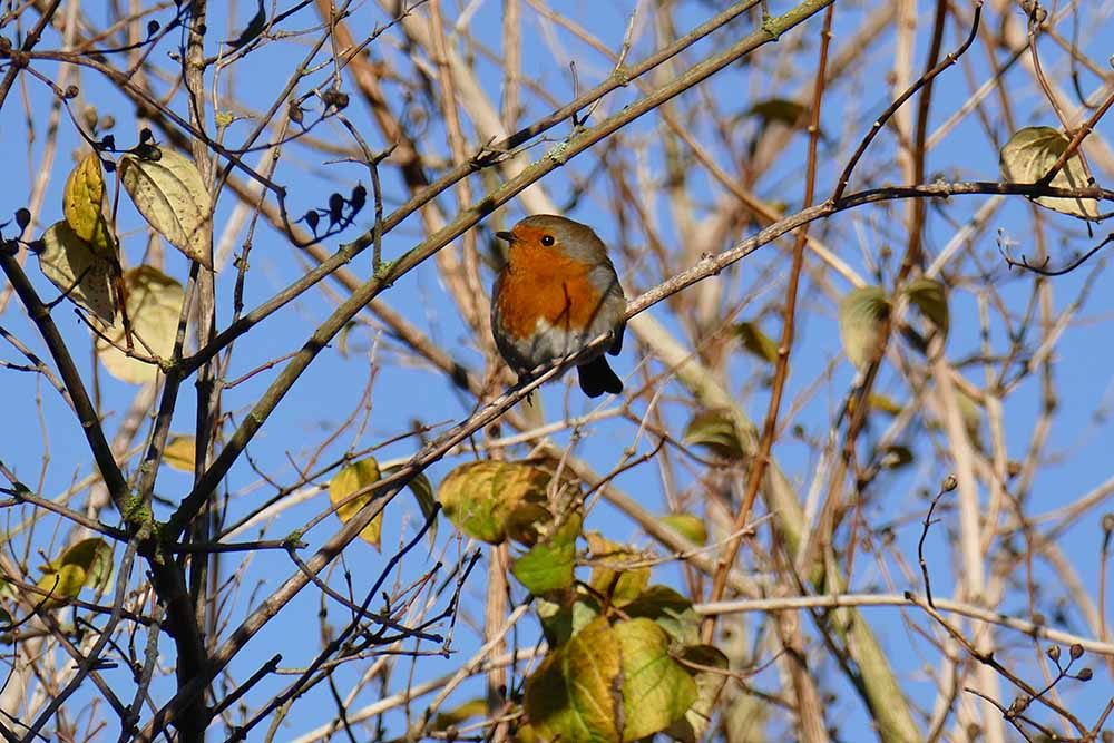 Robin-2 P1340951.jpg