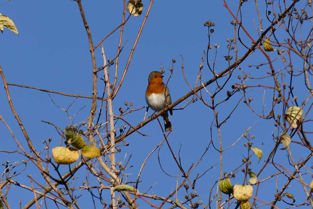 Robin-1 P1340957.jpg