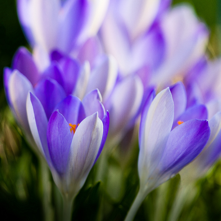 Crocuses.jpg