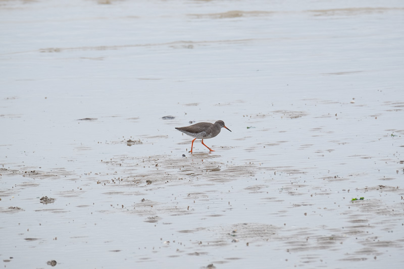 Redshank as Shot.jpg