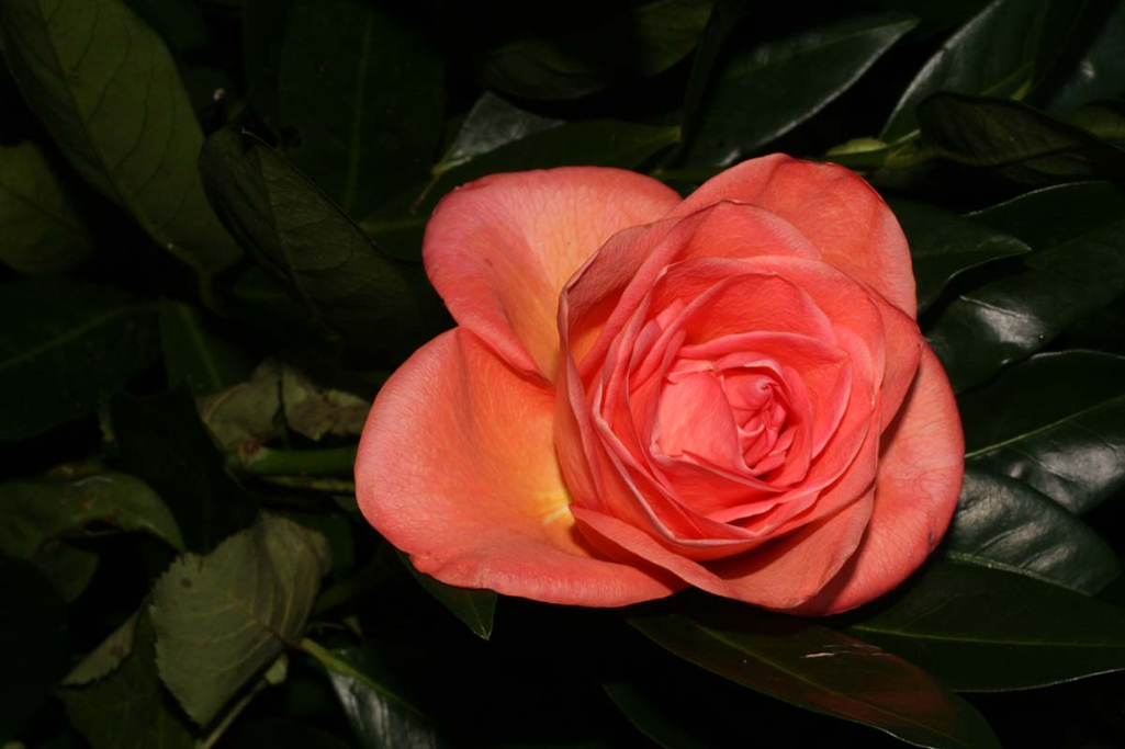 1s-Rose + Flash IMG_0646.jpg